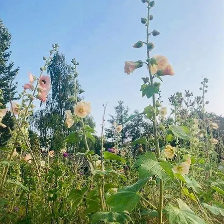 Charm Near Amidst Fields