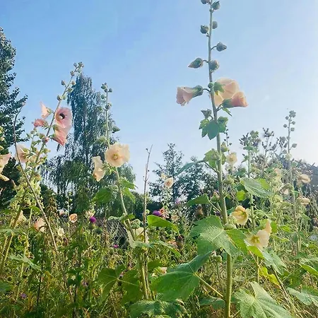 Charm Near Amidst Fields