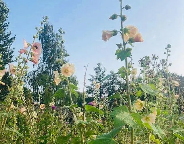 Charm Near Amidst Fields
